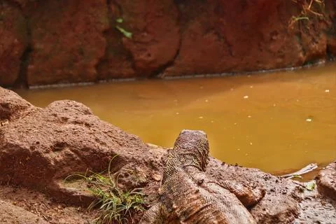 Lizard walking Stock Photos