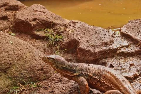 Lizard walking Stock-Fotos