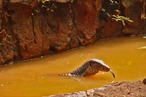 Lizard walking Foto stock