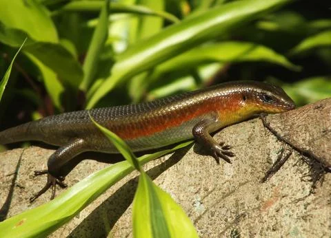 A lizard is walking on a rock next to some green leaves. Stock Photos