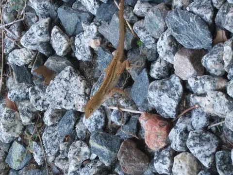Lizard Walking on Rocks in Tampa Stock-Fotos