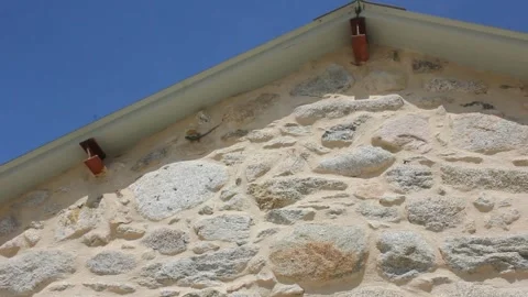 Lizard walking in a wall Stock Footage 255210386