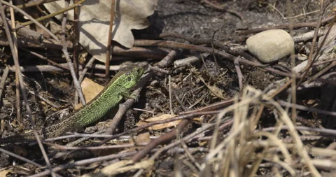 The lizard walks on sticks, 4K slomo Stock Footage 194039689