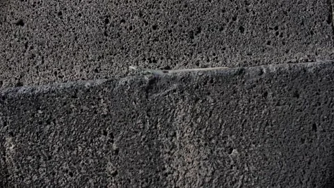 Lizard on wall of Ancient Church Video stock 219267796