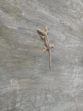 Lizard on the wall cement Stock Photos