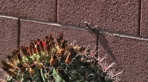 Lizard on the Wall 스톡 동영상 11888168