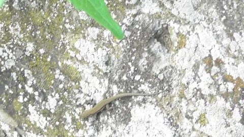 Lizard on a wall Stockbeeldmateriaal 345603758