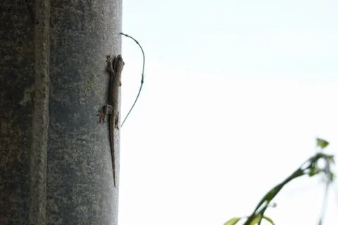 Lizard on the wall, in front of white background Stock Photos
