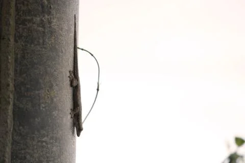 Lizard on the wall, in front of white background Stock Photos