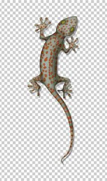 Lizard on the wall Stock Illustration