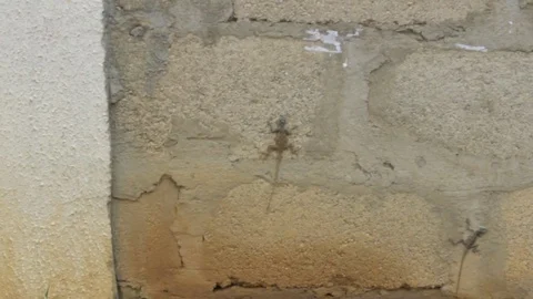 Lizard  on a wall in Nigeria Stock Footage 72794494