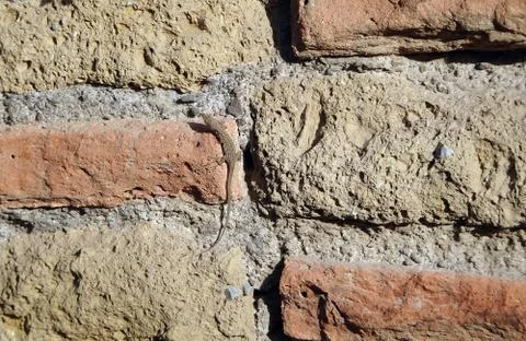 Lizard on the wall with an old masonry of red brick and yellow sandstone Stock Photos