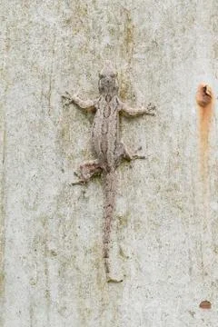 Lizard on wall Stock Photos