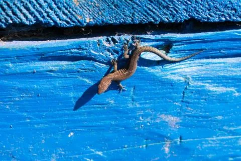 Lizard on wall Stock Photos