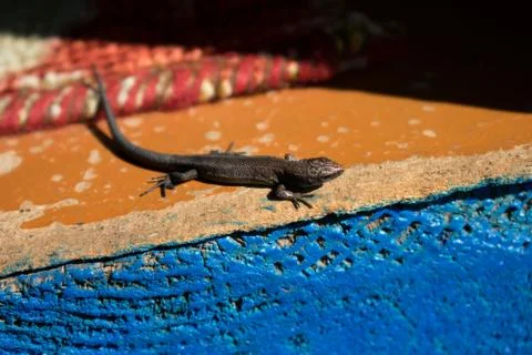Lizard on wall Stock Photos
