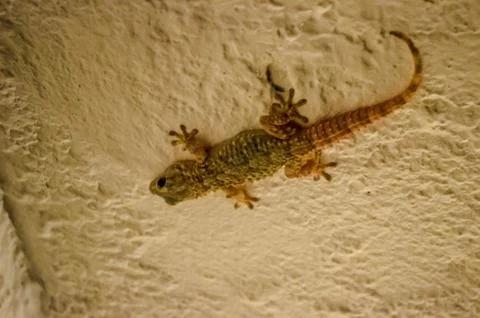 A lizard on a wall Stockfoto's