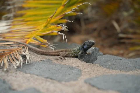Lizard on a wall Stock Photos