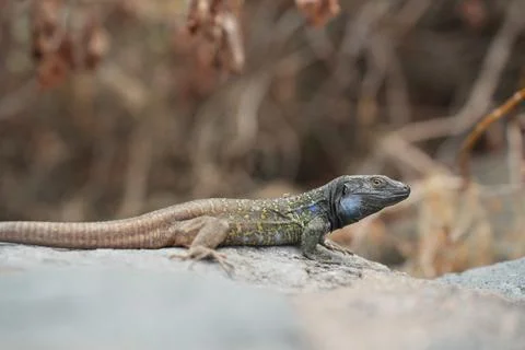 Lizard on a wall Stock Photos