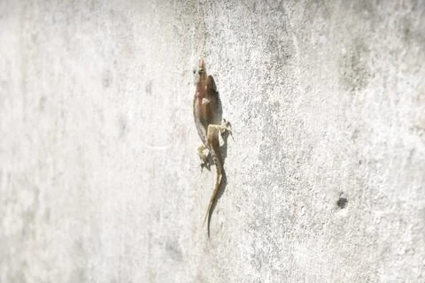 Lizard on the wall Fotos de archivo