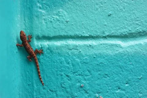 Lizard on the wall.hang on Stock Photos