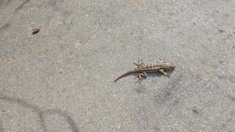 Lizard warming up on concrete Stock Footage 308491361