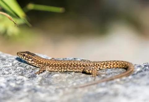 Lizard is warming his body Stock Photos