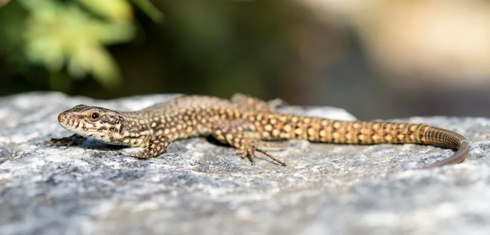Lizard is warming his body Stock Photos