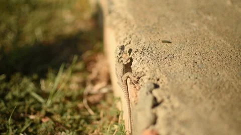 A lizard warming in the sun Stock Footage 103032785