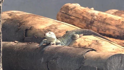 Lizard warms himself in the sun Stock Footage 88566621