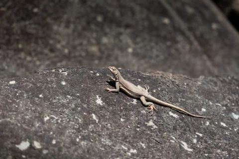 Lizard warms itself on a large stone, sunny day. Stock Photos