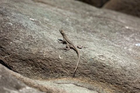 Lizard warms itself on a large stone, sunny day. 库存照片