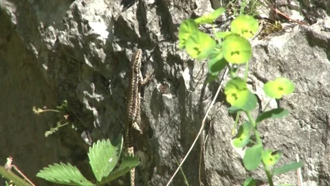 The lizard warms itself in the sun on a stone Stock Footage 140915198