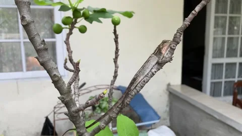 A lizard was perched on a fig plant Stock Footage 241515936