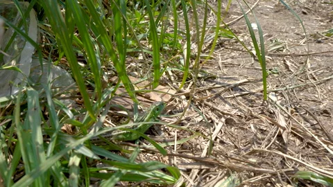 The lizard was walking through the grass Stock Footage 132295919