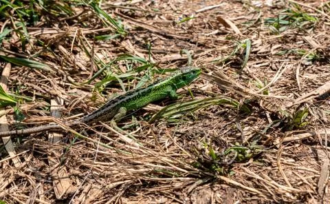 The lizard was walking through the grass Fotos de archivo