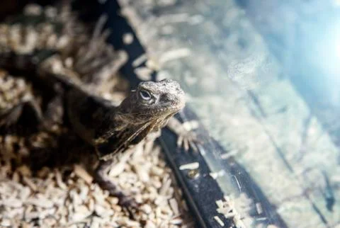 Lizard watch light find insect 写真素材