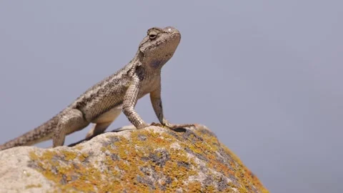 The lizard is watching Stock Footage 245640287
