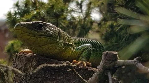 Lizard watching you Stock Photos