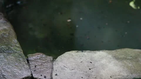 Lizard up from water Stock Footage 8946901