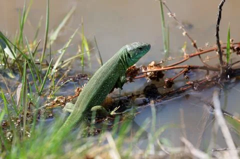 Lizard in water Stock Photos