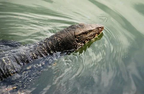 Lizard in water Foto stock