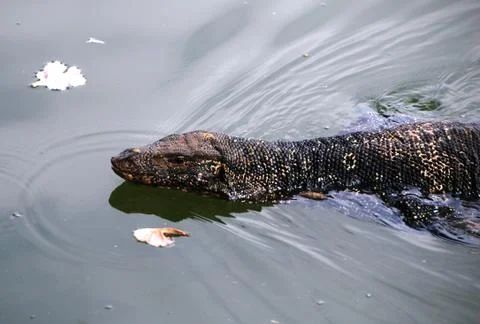 Lizard in water Stockfoto's
