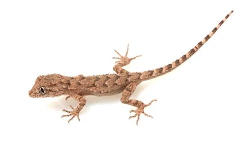 Lizard on white background Stock Photos