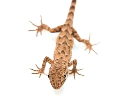 Lizard on white background Stock Photos