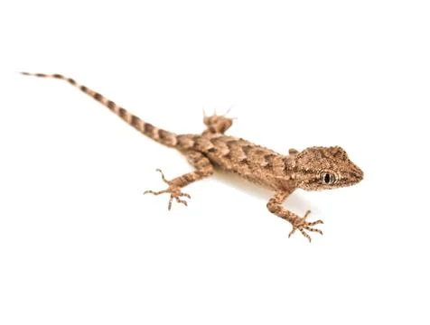 Lizard on white background Stock Photos