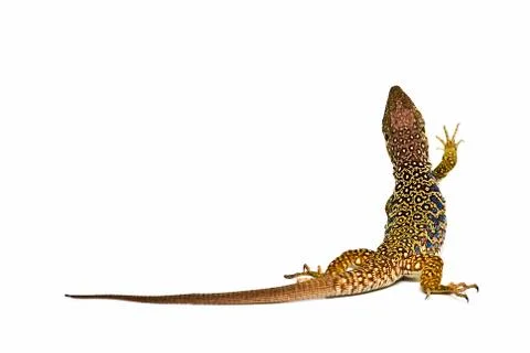 Lizard on white background. Stock Photos