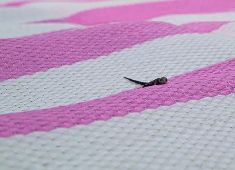Lizard on a white bedspread Stock Photos