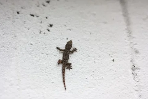 Lizard on the white wall Stock Photos