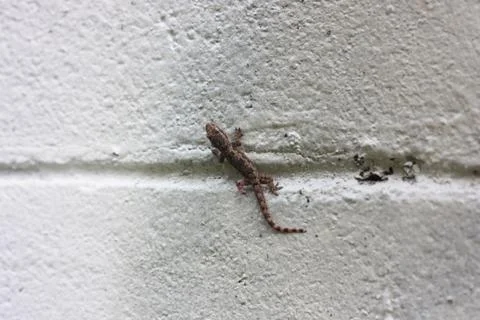 Lizard on the white wall Stock Photos