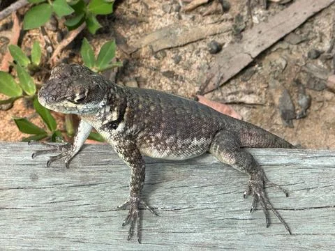 Lizard in Wild Animals Stock Photos